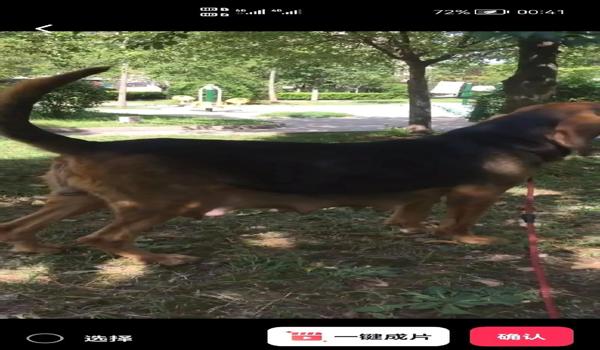 三角洲遇到寻血猎犬怎么举报(遇到寻血猎犬应该向哪个部门举报?) 三角洲遇到寻血猎犬怎么举报(遇到寻血猎犬应该向哪个部门举报?)