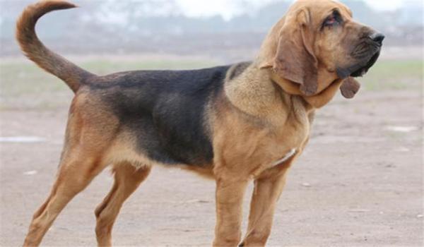 寻血猎犬三角洲怎么处理(三角洲行动寻血猎犬怎么处理科技) 寻血猎犬三角洲怎么处理(三角洲行动寻血猎犬怎么处理科技)