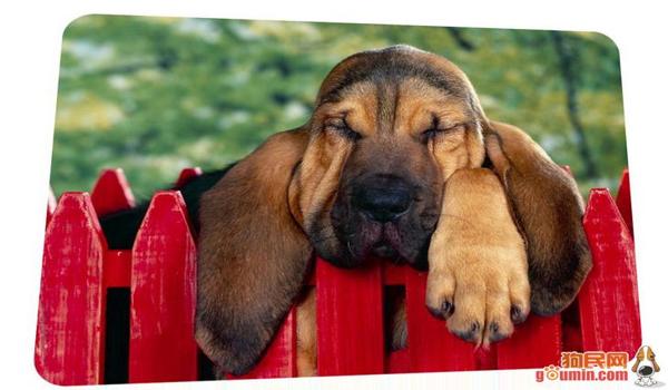 三角洲寻血猎犬科技器使用方法（三角洲寻血猎犬科技器使用视频教程）