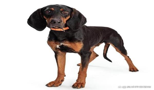 三角洲寻血猎犬免费下载手机(三角洲寻血猎犬下载链接有吗?) 三角洲寻血猎犬免费下载手机(三角洲寻血猎犬下载链接有吗?)